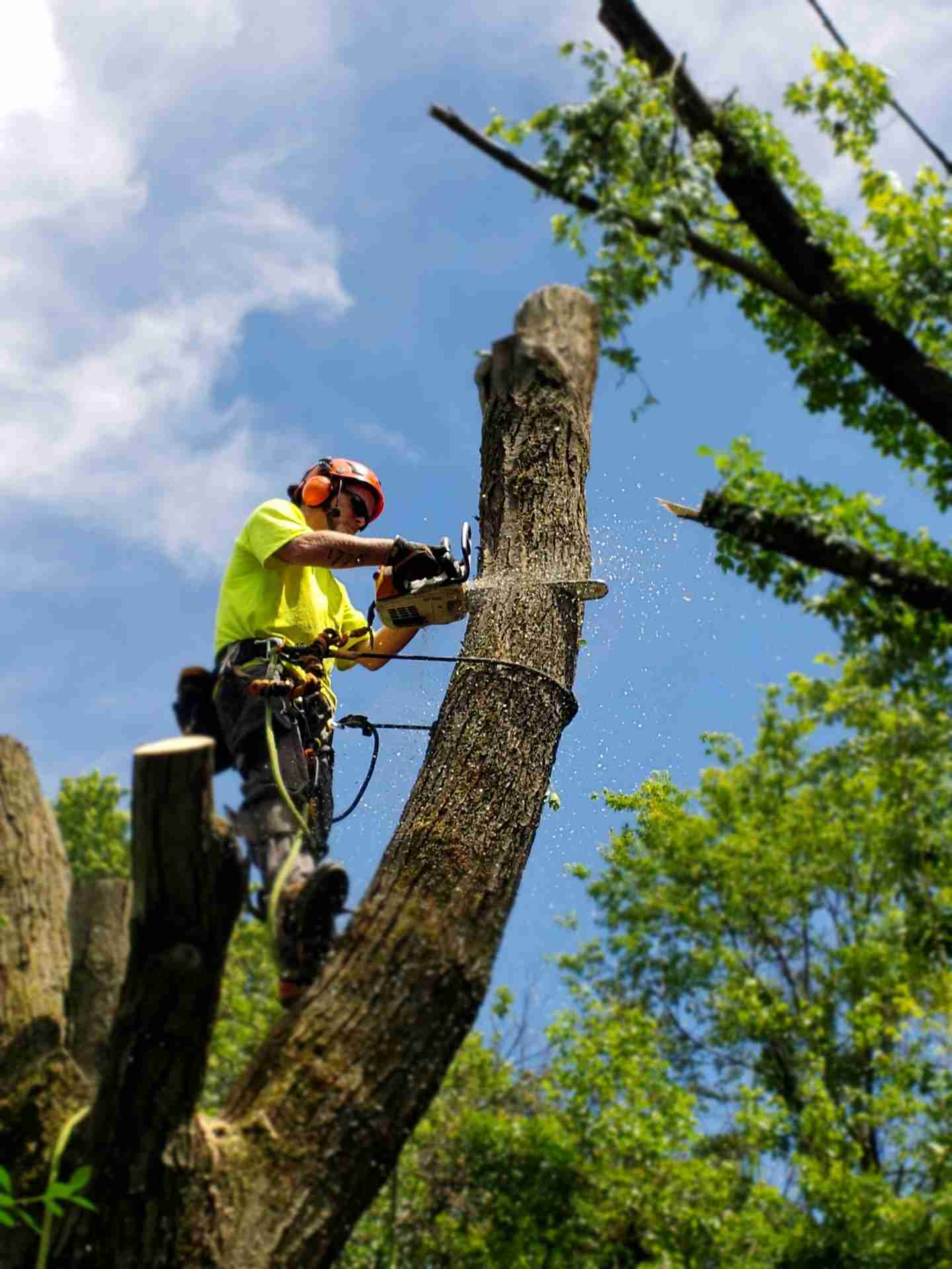 Hazardous tree removal on a residential property